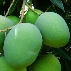 कैरीचं सुकं लोणचं 