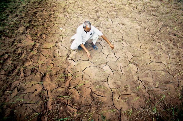 आंबा-काजू शेतक-यांना हेक्टरी २५ हजार रुपयांची मदत