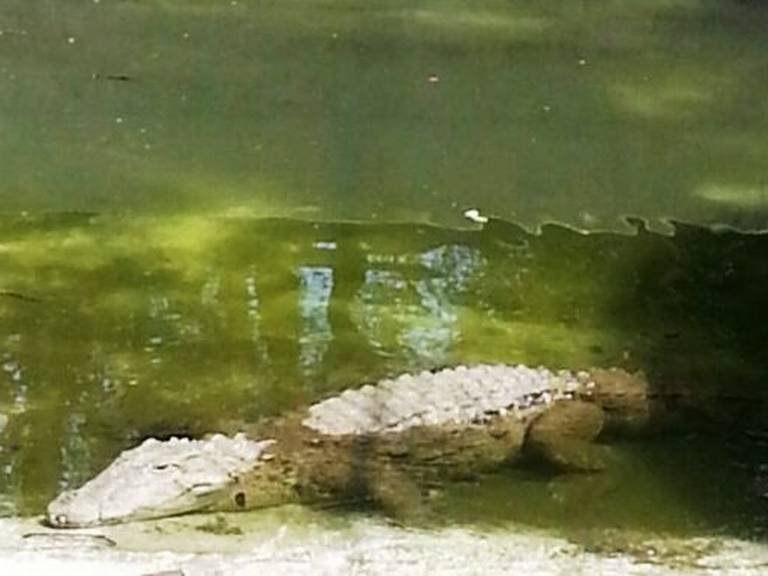 सोलापूर प्राणी संग्रहालयातून मगरीची 7 पिल्लं गायब