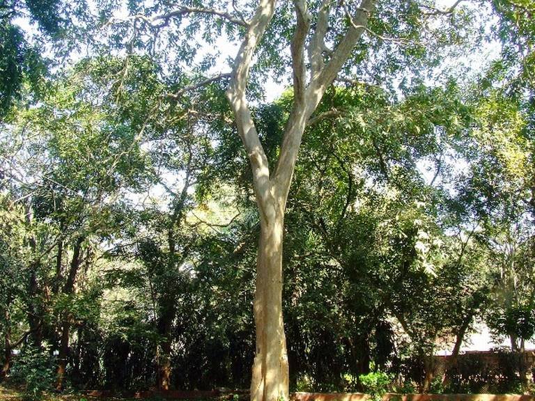 वनपुरुषाच्या आवाहनाला केंद्राचा प्रतिसाद, ‘एक मूल एक झाड’ योजना राबवणार