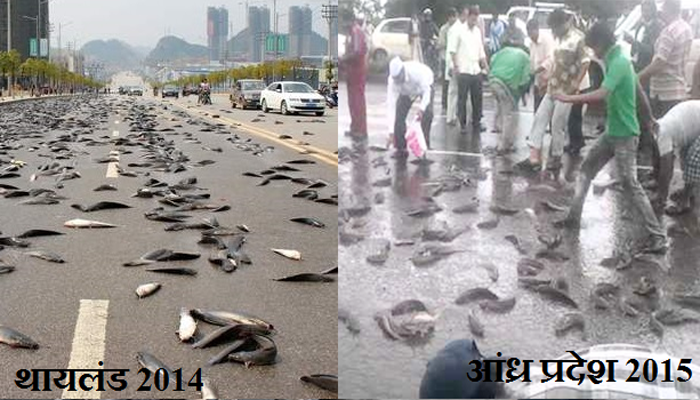 आकाशातून गारांसारखे, मासे कसे पडतात?