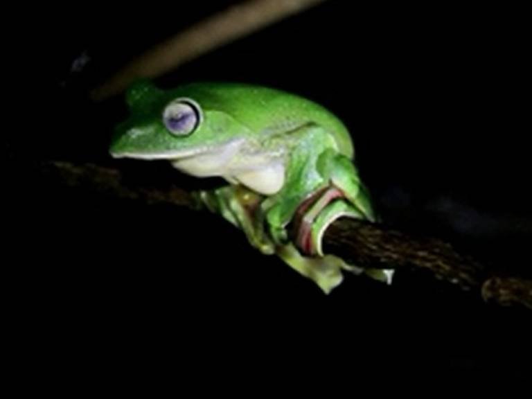 घरटं बांधून राहणारा आगळावेगळा बेडूक, आंबोली परिसरात प्राणीप्रेमींची गर्दी