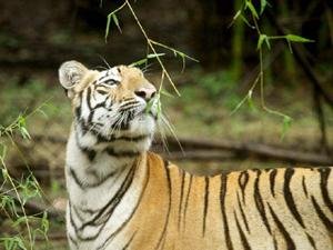 ताडोबात गवत खाणारा वाघ!
