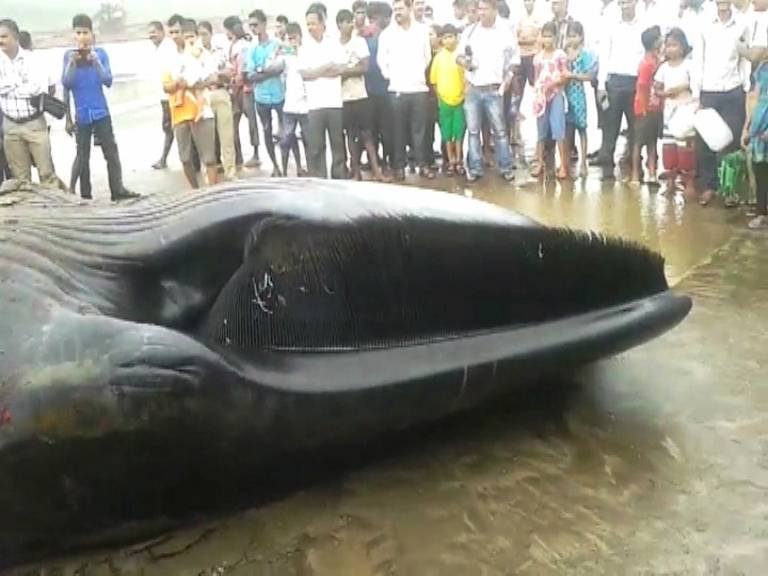 अलिबाग किनारी 42 फुटी अजस्त्र मासा, 2 हजार किलो वजनी व्हेलचा मृत्यू
