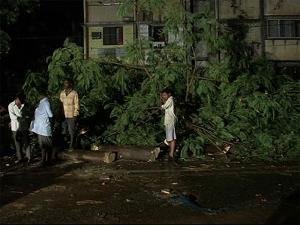 वाकोल्यात झाड कोसळून ४ ठार, ५ जखमी