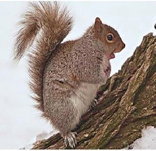 जर्मन पोलिसांकडून खारीला अटक