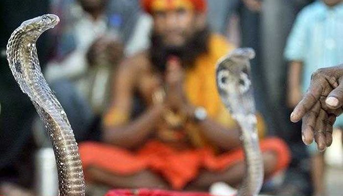 सापांची मिरवणूक – नागांच्या स्पर्धेसाठी हवीय परवानगी!