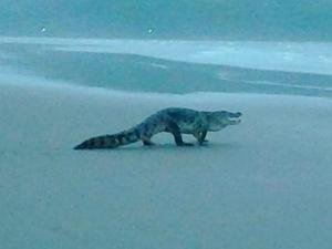 गोव्याच्या समुद्रात पुन्हा ‘मगर’दर्शन