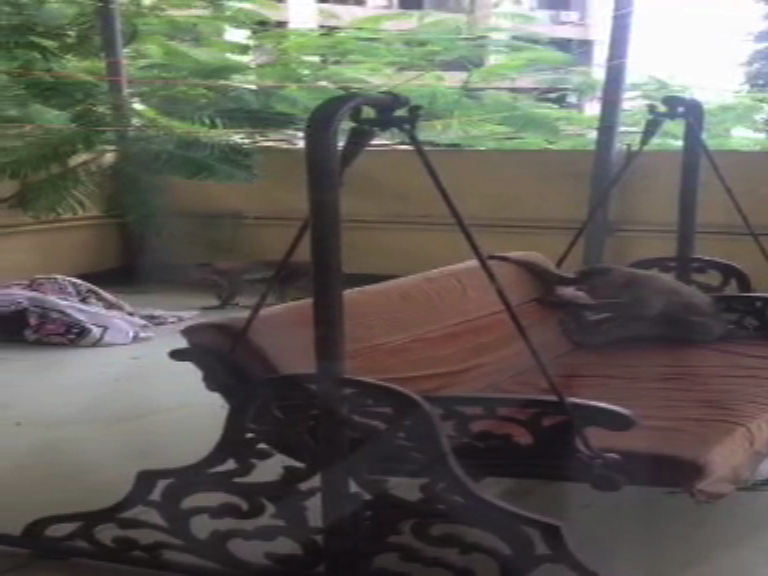 वागळे इस्टेटमध्ये मर्कटलीलांनी रहिवाशी त्रस्त