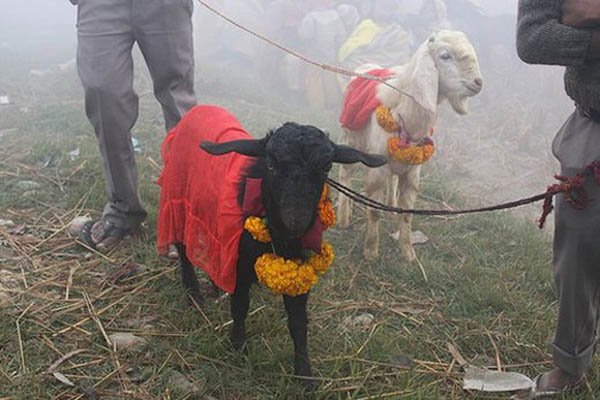 नेपाळमध्ये उत्सवांतील पशुहत्येवर बंदी