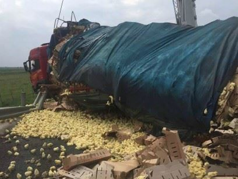  कोंबड्यांची वाहतूक करणारा ट्रक उलटला  10 हजार पिल्लांची पळापळ