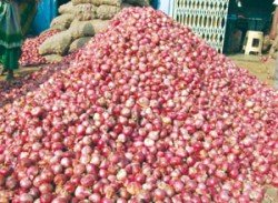 घाऊक बाजारात कांदा १३ रुपयांनी झाला स्वस्त
