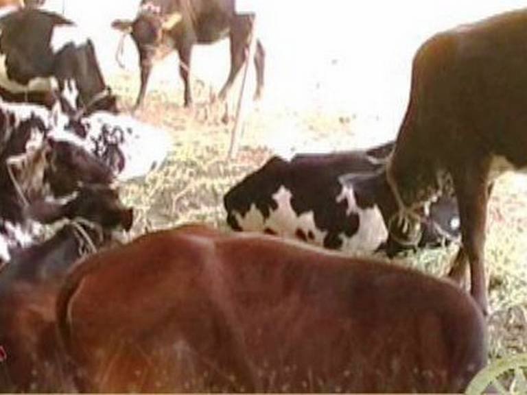 चाऱ्याविना तडफडून मेलेल्या जनावरांचं दु:ख असह्य, दोन शेतकऱ्यांची आत्महत्या