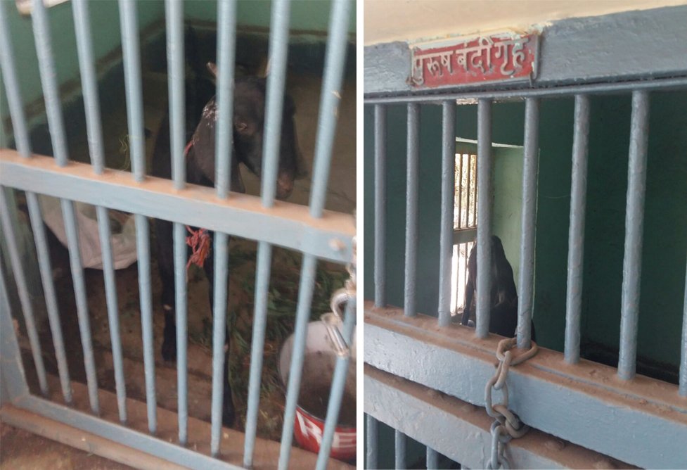 पोलिसांनी शेळीलाच लॉकअपमध्ये डांबलं ! आली लहर केला कहर