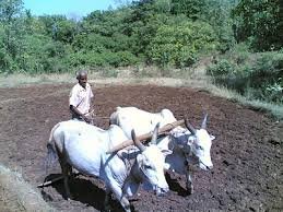 ऑगस्ट संपायला आला, तरी  पेरण्या नाहीत?