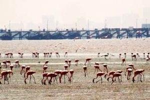  ठाणे खाडी परिसर हे दुसरे अभयारण्य म्हणून ओळखले जाणार 