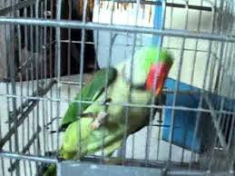 शिवीगाळ करतो म्हणून चंद्रपुरात पोपटाविरुद्ध गुन्हा