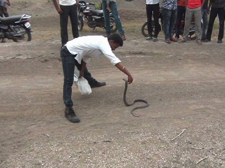 एकाच वेळी 16 नाग, जळगावमधील दुर्मिळ घटना