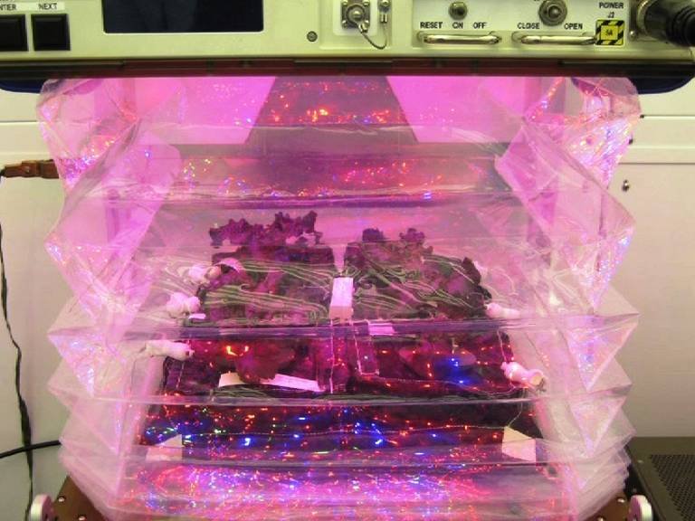 अंतराळात चक्क भाजी उगवली