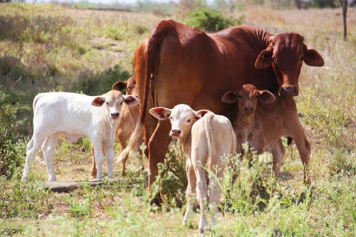 चारा समजून गायीने बॉम्ब तोंडात पकडला
