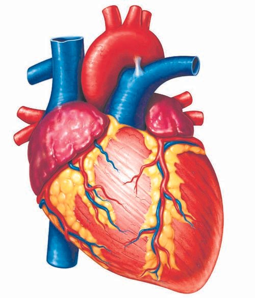 हृदयविकाराबाबत ५१ टक्के मुंबईकर गाफील!