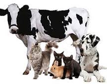 गाय, म्हैस, कुत्रा, मांजर यांचीही ऑनलाईन खरेदी विक्री?