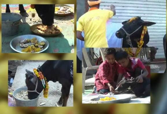 दत्त जयंतीला गाई आणि कुत्र्यांना पंचपक्वानांचं जेवण!