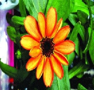 अंतराळात फुलले पहिले फूल! 