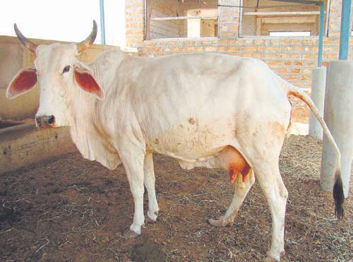 गोमांस असल्याच्या संशयावरून मुस्लीम दाम्पत्याला मारहाण