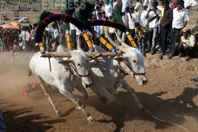 बैलगाडी शर्यती सुरू