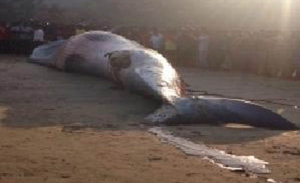 जुहू किना-यावर आढळला मृत देवमासा