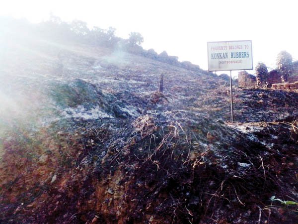 विर्डी येथील कोकण रबर प्लान्टेशन जळून खाक