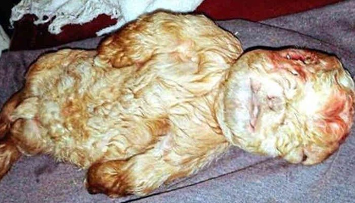 बकरीने मनुष्य बाळाप्रमाणे पिल्लाला दिला जन्म…