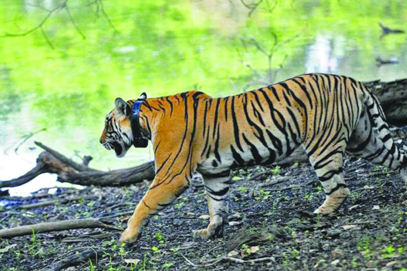 वाघ दुपटीने वाढल्याचा दावा वैज्ञानिकांनी फेटाळला