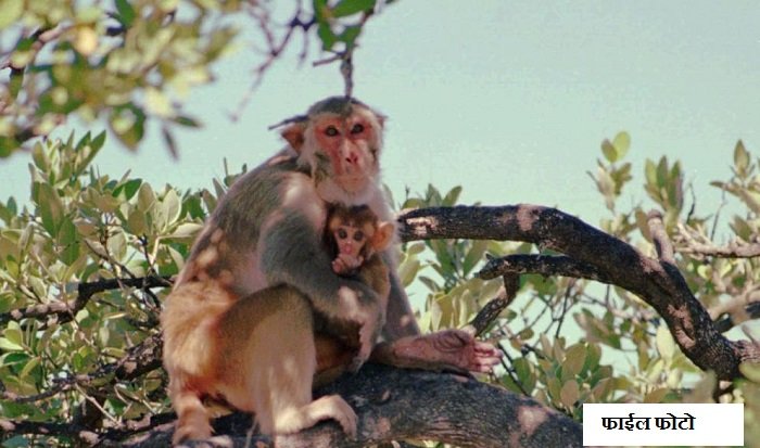 एका माकडामुळे अख्खा देश अंधारात