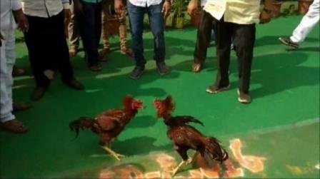 राज्यात कोंबड्याची झुंज थांबणार