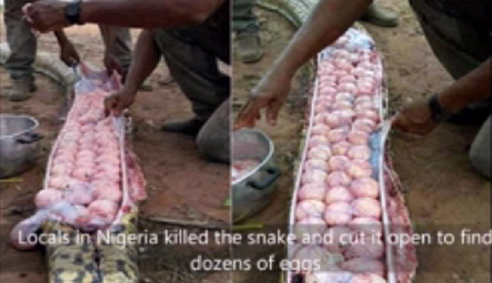 मृत सापाच्या पोटात सापडली हजारो अंडी!