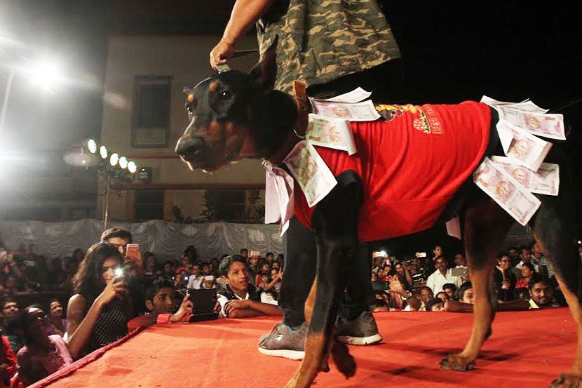 नोटाबंदीचे पडसाद डॉग फॅशन शोमध्ये