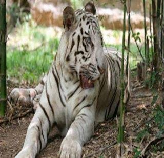 मध्य प्रदेशातील सफेद वाघिणीचा मृत्यू