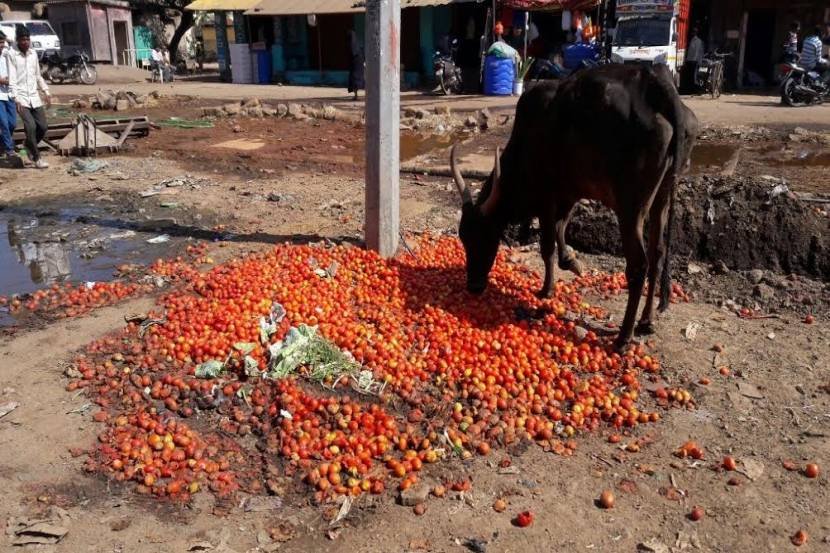 मातीमोल भाव मिळाल्याने टोमॅटो रस्त्यावर