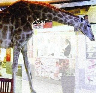 दररोज बीअर बारमध्ये जाणारा जिराफ