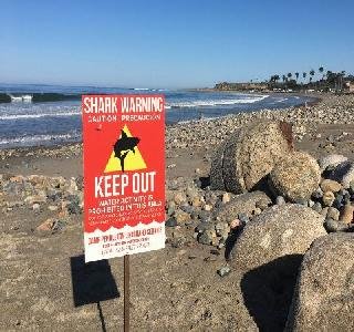 कॅलिफोर्निया बीचवर शार्कचा हल्ला