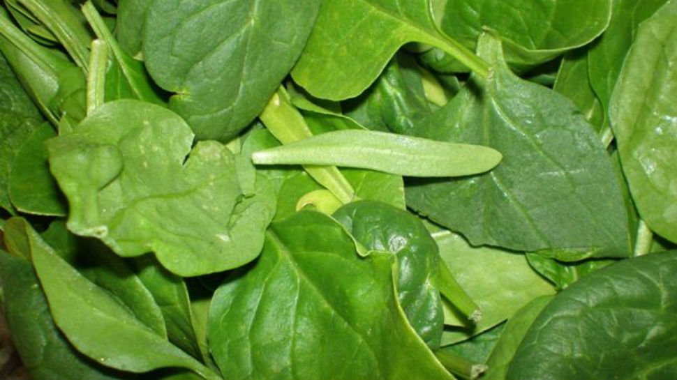 पालक भाजीसोबत खाल ‘हा’ किडा 