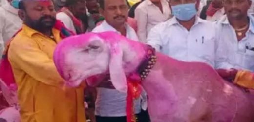 चोरीला गेलेला 16 लाख रुपये किंमतीचा बकरा सापडला