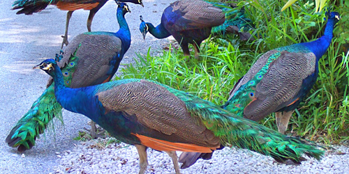 लोणी शिवारात पाच मोरांचा अचानक मृत्यू