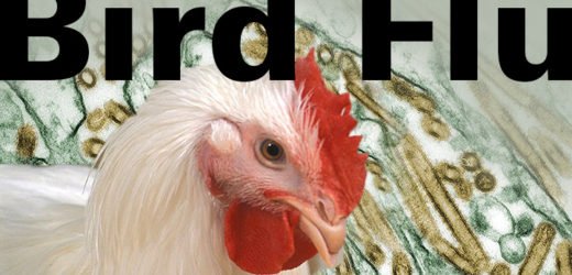 परभणीत ८०० कोंबड्यांचा मृत्यू