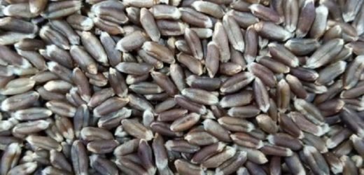 महाबळेश्वरमध्ये काळय़ा गव्हाची पेरणी!