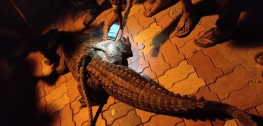 मगर खांद्यावर उचलून नेत वन विभागाला सोपवली