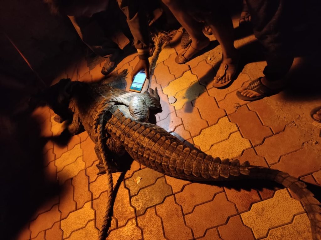 मगर खांद्यावर उचलून नेत वन विभागाला सोपवली