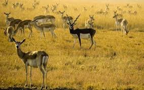 मादीसह चार काळविटांचा मृत्यू